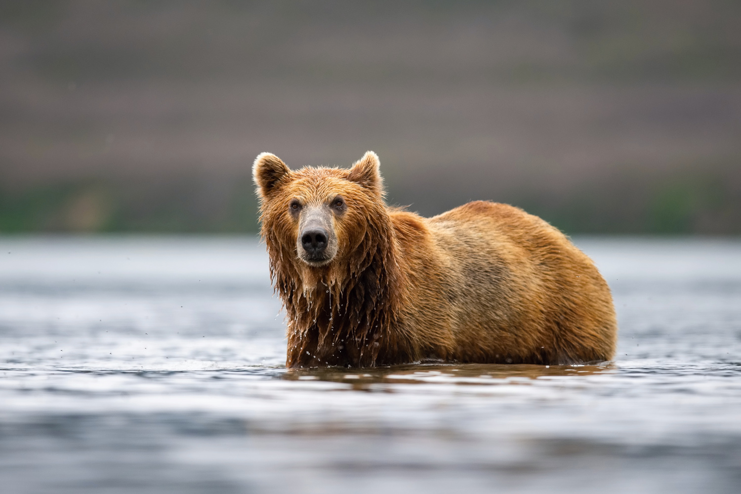 medvěd hnědý kamčatský (Ursus arctos beringianus) Kamchatka brown bear