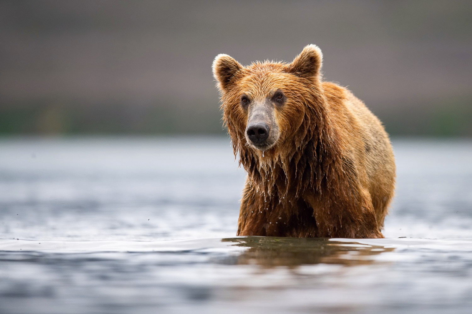 medvěd hnědý kamčatský (Ursus arctos beringianus) Kamchatka brown bear