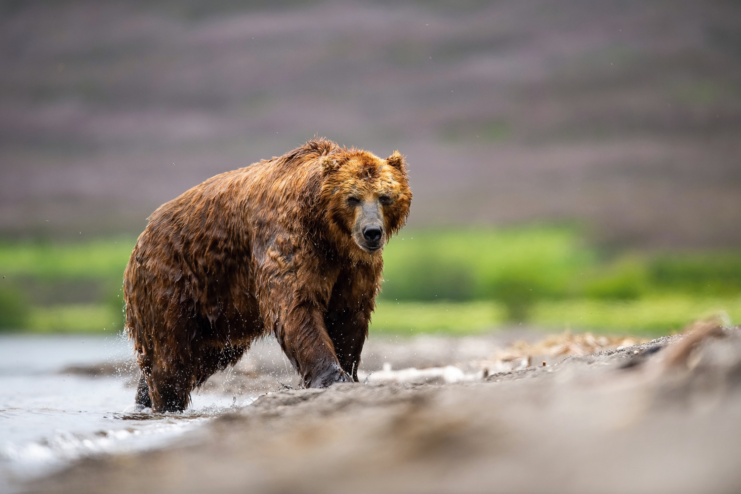 medvěd hnědý kamčatský (Ursus arctos beringianus) Kamchatka brown bear