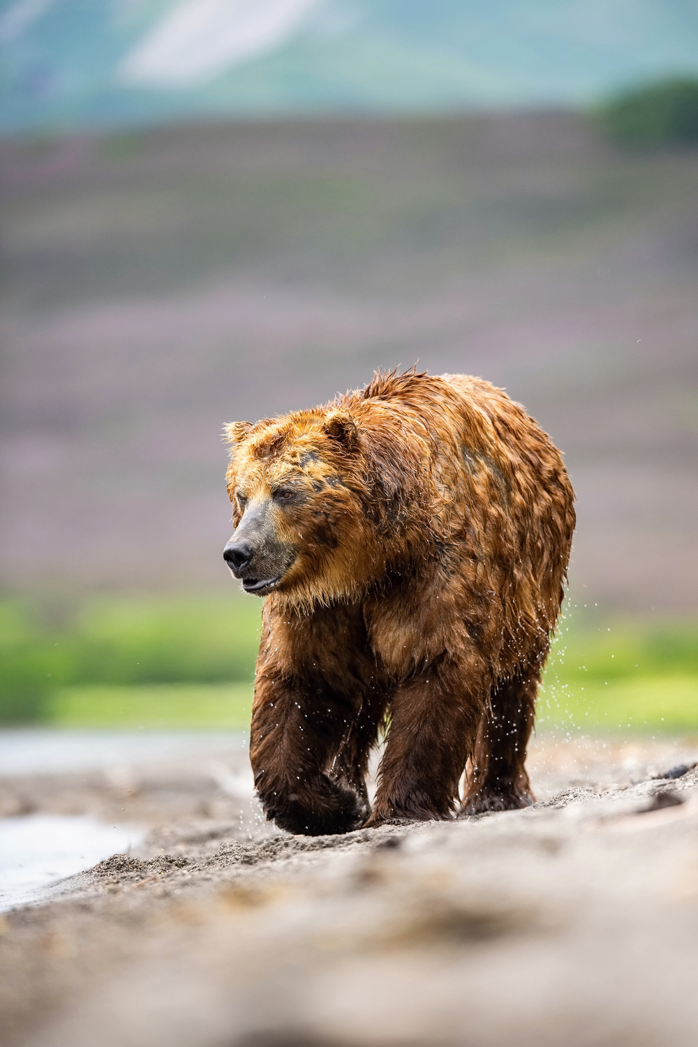 medvěd hnědý kamčatský (Ursus arctos beringianus) Kamchatka brown bear