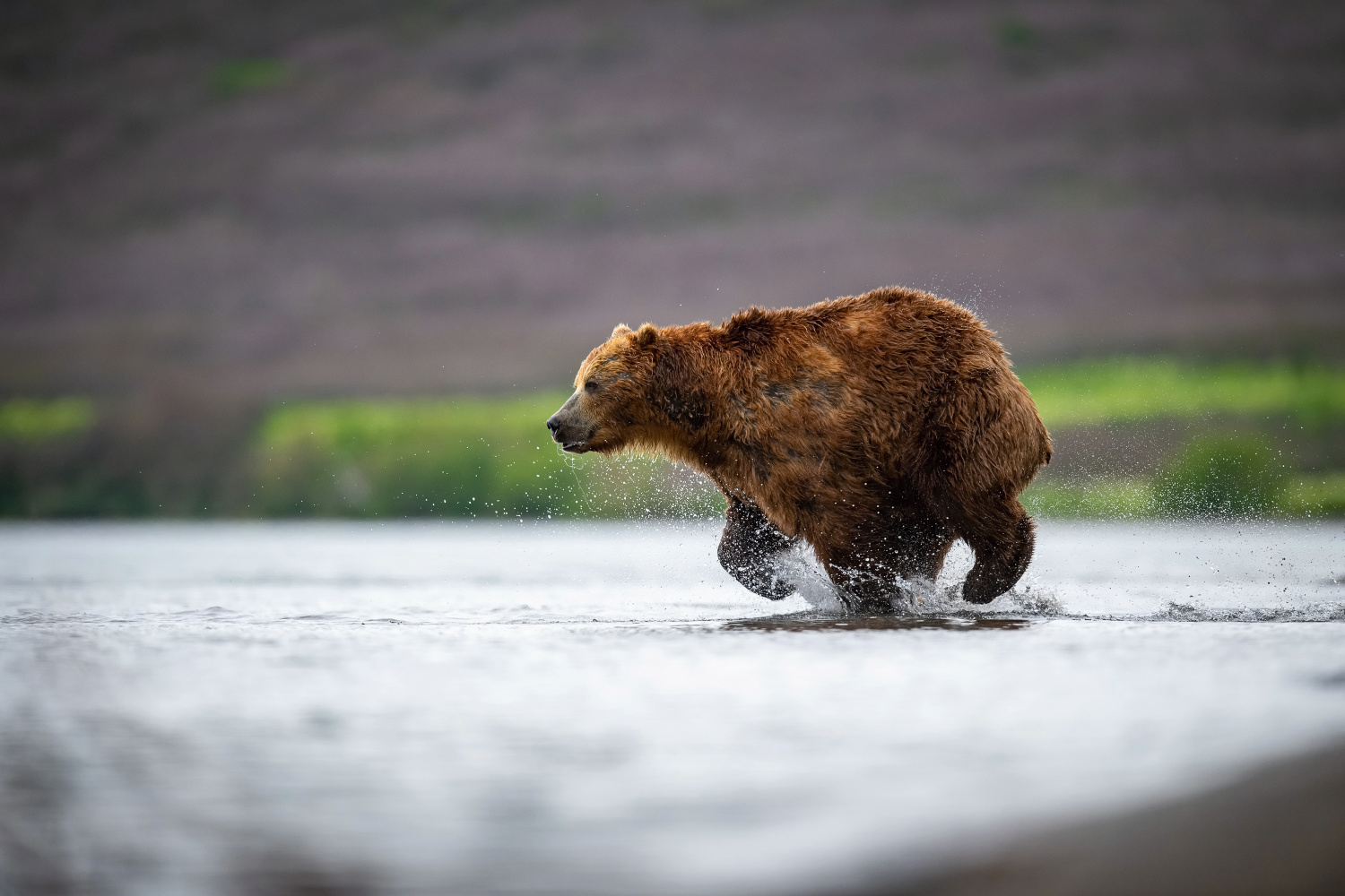 medvěd hnědý kamčatský (Ursus arctos beringianus) Kamchatka brown bear