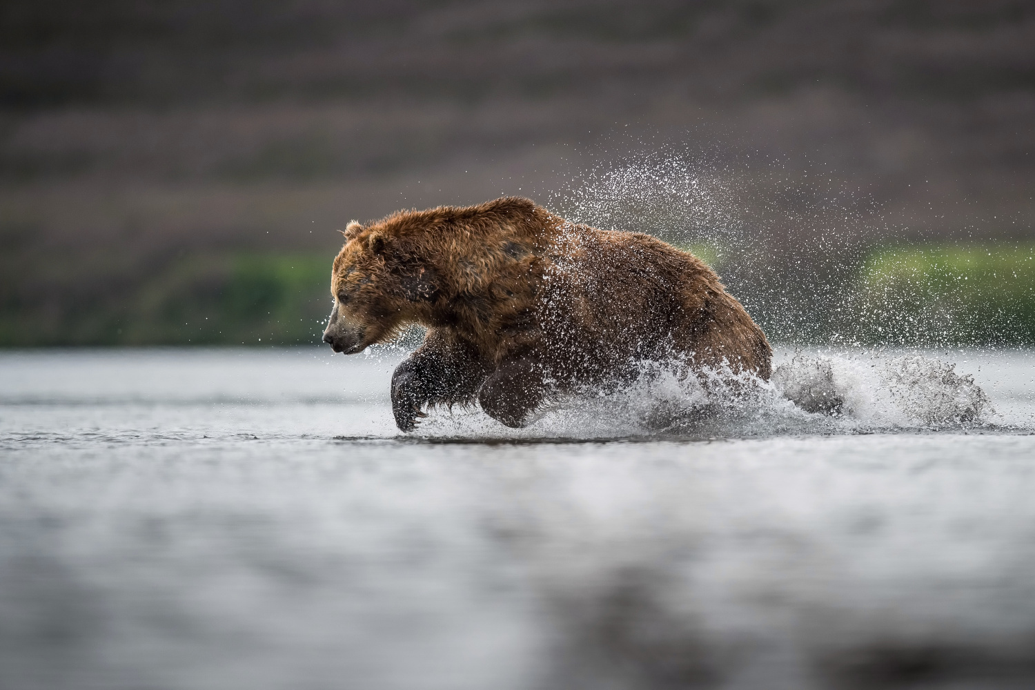 medvěd hnědý kamčatský (Ursus arctos beringianus) Kamchatka brown bear