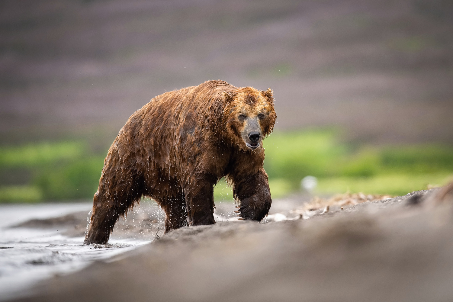 medvěd hnědý kamčatský (Ursus arctos beringianus) Kamchatka brown bear