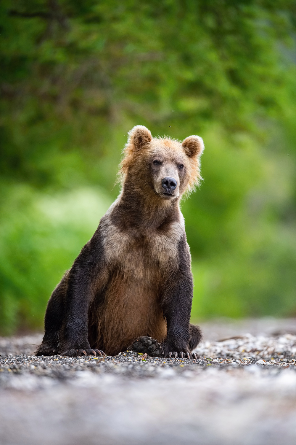 medvěd hnědý kamčatský (Ursus arctos beringianus) Kamchatka brown bear