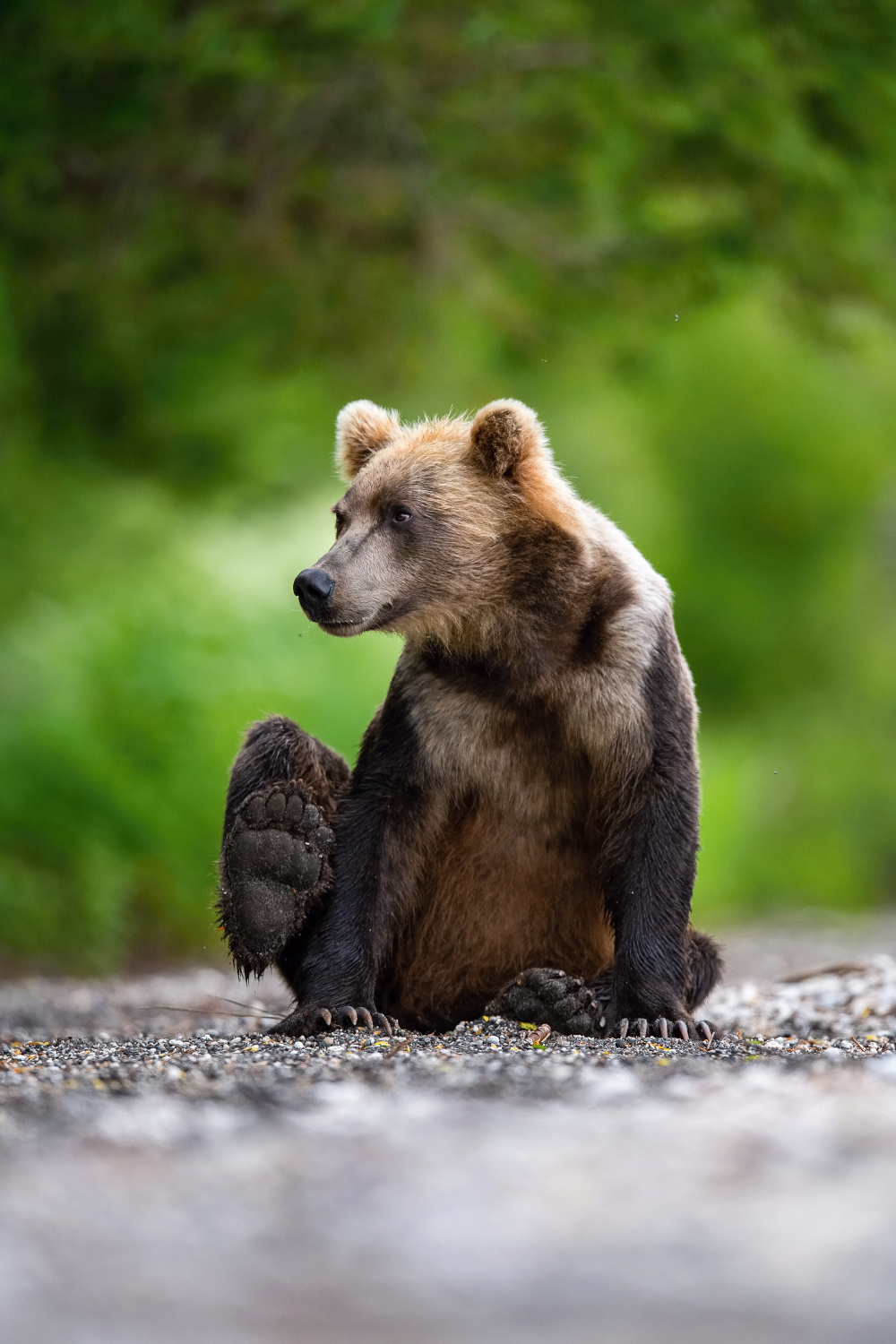 medvěd hnědý kamčatský (Ursus arctos beringianus) Kamchatka brown bear