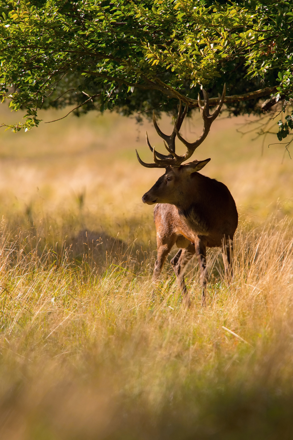 jelen lesní (Cervus elaphus) Red deer