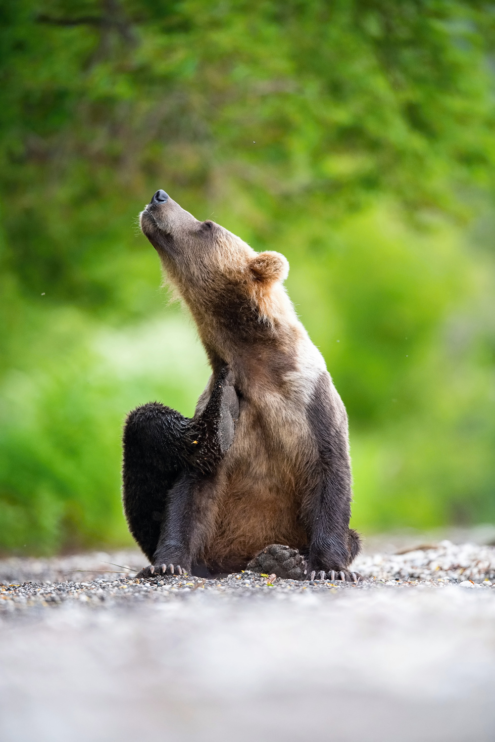 medvěd hnědý kamčatský (Ursus arctos beringianus) Kamchatka brown bear