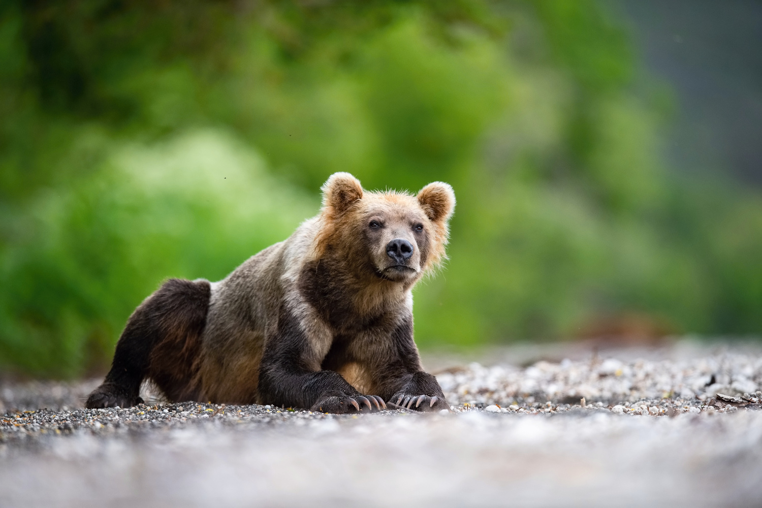 medvěd hnědý kamčatský (Ursus arctos beringianus) Kamchatka brown bear