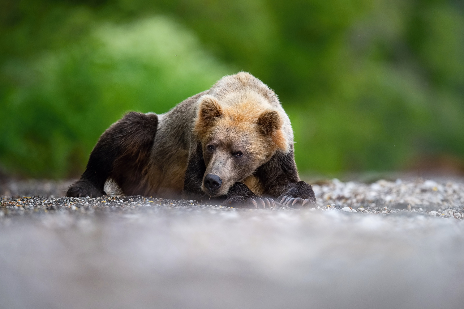 medvěd hnědý kamčatský (Ursus arctos beringianus) Kamchatka brown bear