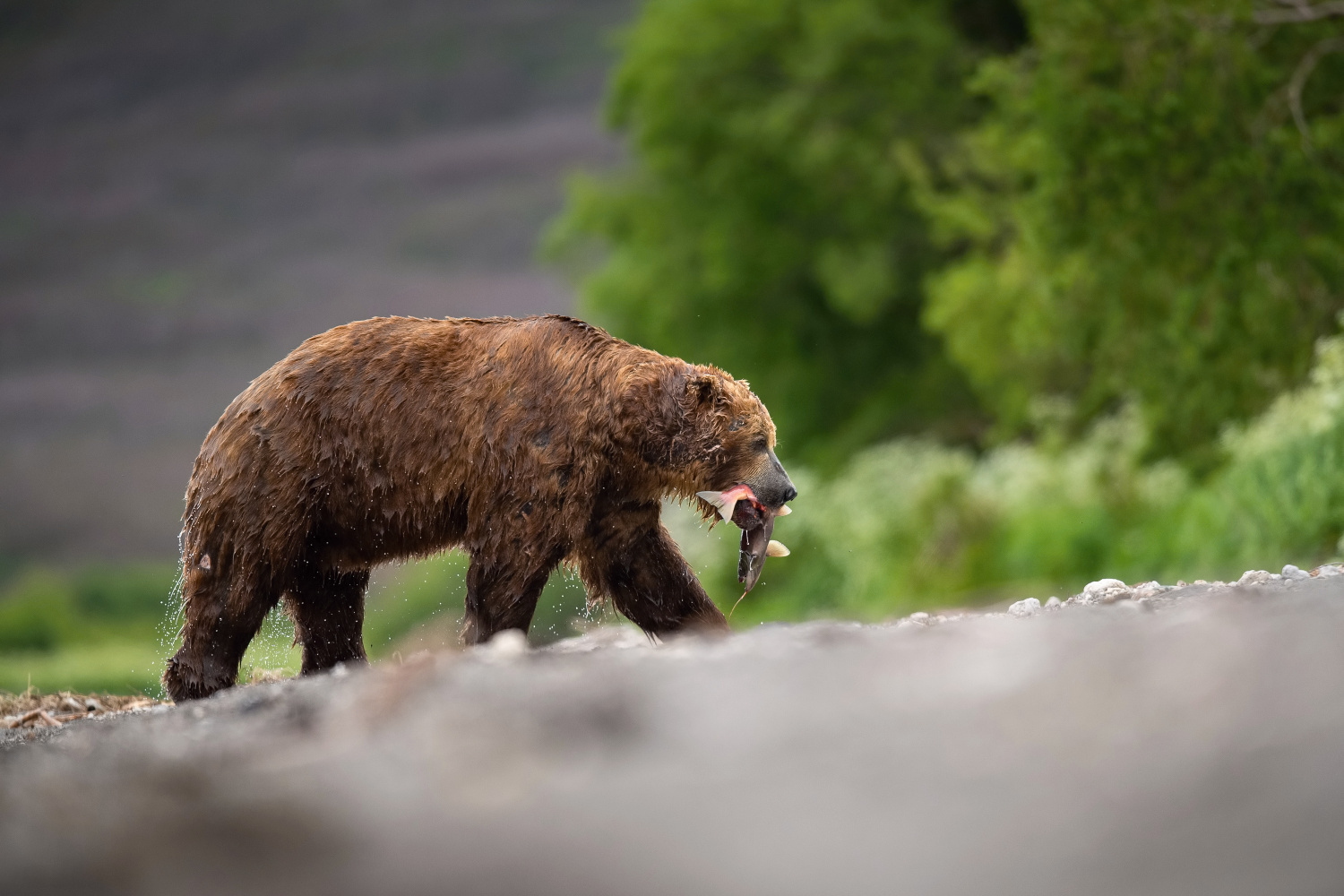 medvěd hnědý kamčatský (Ursus arctos beringianus) Kamchatka brown bear