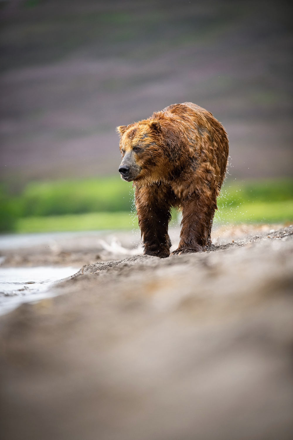 medvěd hnědý kamčatský (Ursus arctos beringianus) Kamchatka brown bear
