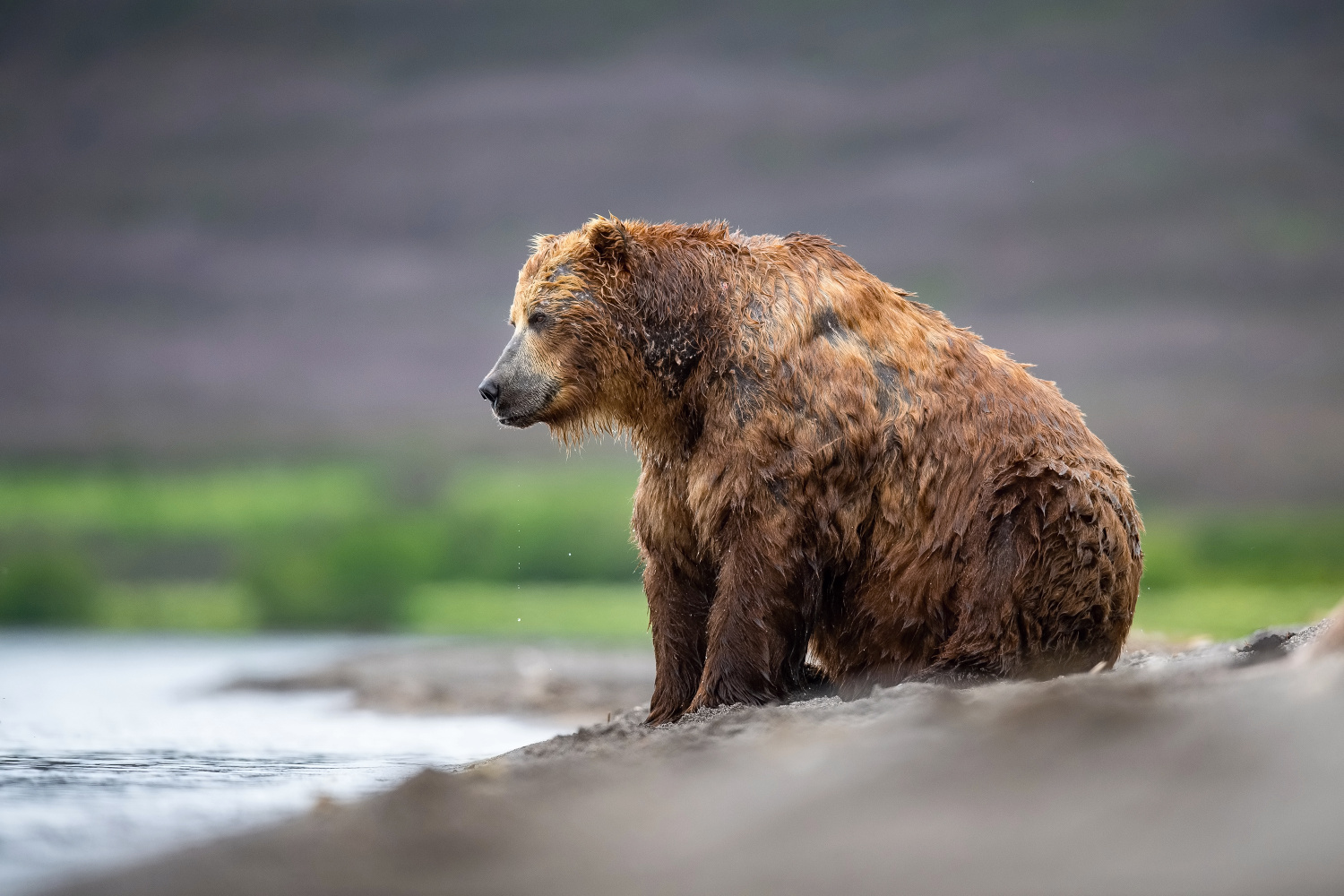 medvěd hnědý kamčatský (Ursus arctos beringianus) Kamchatka brown bear