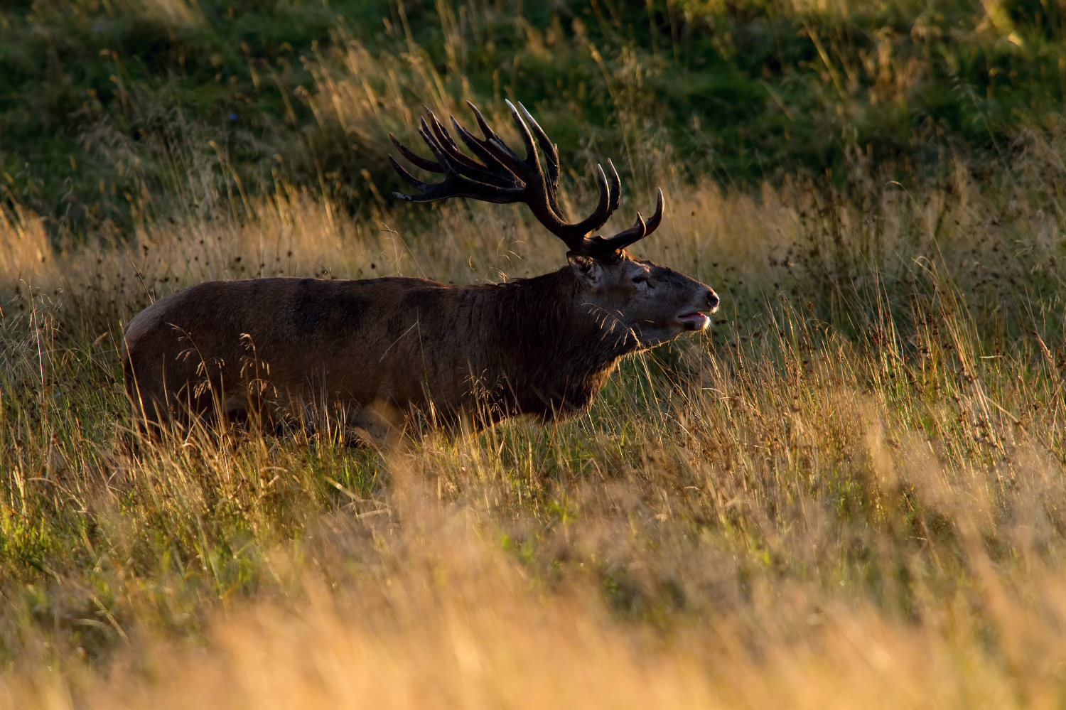 jelen lesní (Cervus elaphus) Red deer