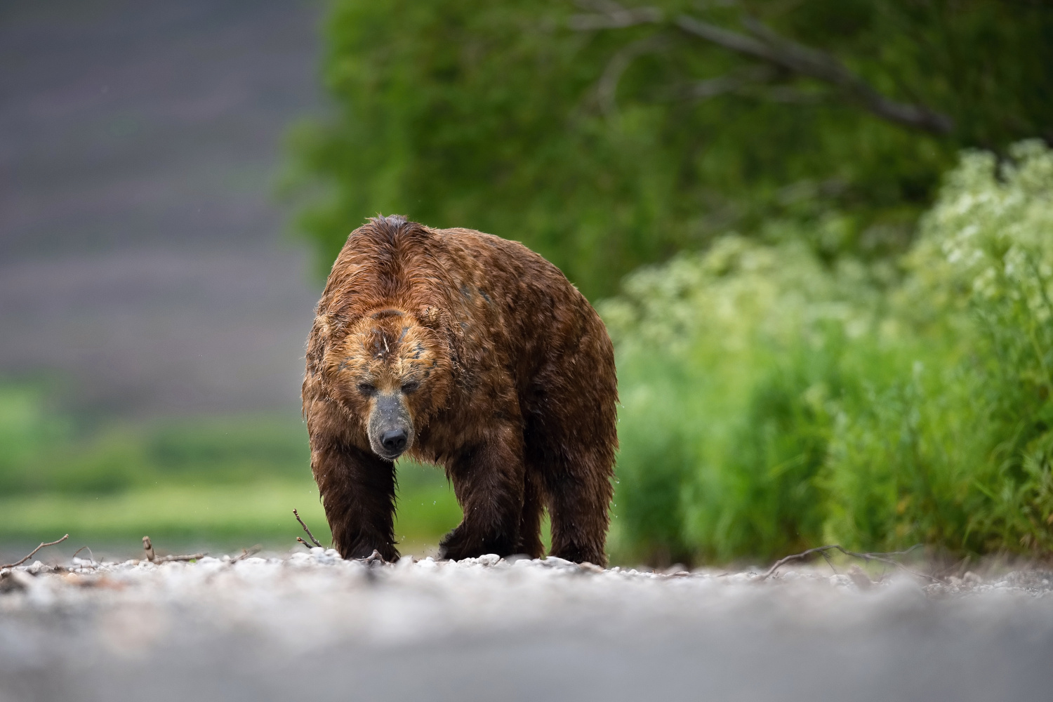 medvěd hnědý kamčatský (Ursus arctos beringianus) Kamchatka brown bear