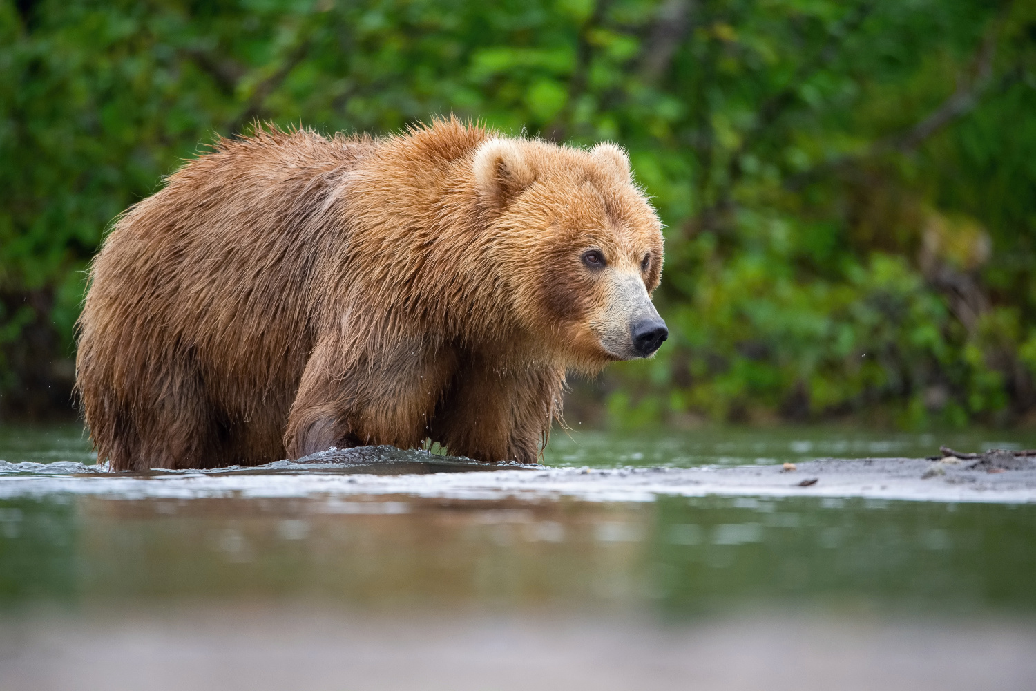 medvěd hnědý kamčatský (Ursus arctos beringianus) Kamchatka brown bear