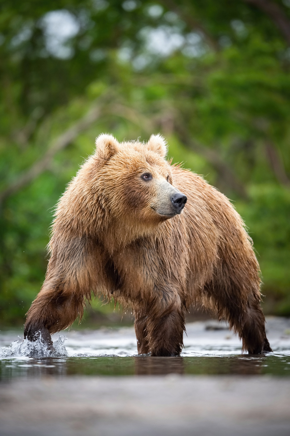 medvěd hnědý kamčatský (Ursus arctos beringianus) Kamchatka brown bear