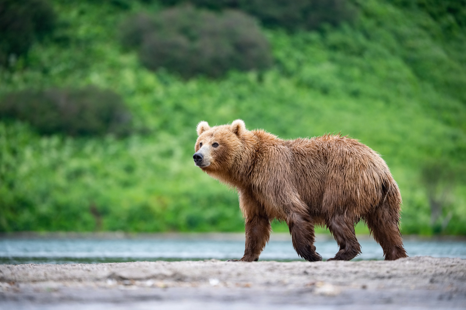 medvěd hnědý kamčatský (Ursus arctos beringianus) Kamchatka brown bear