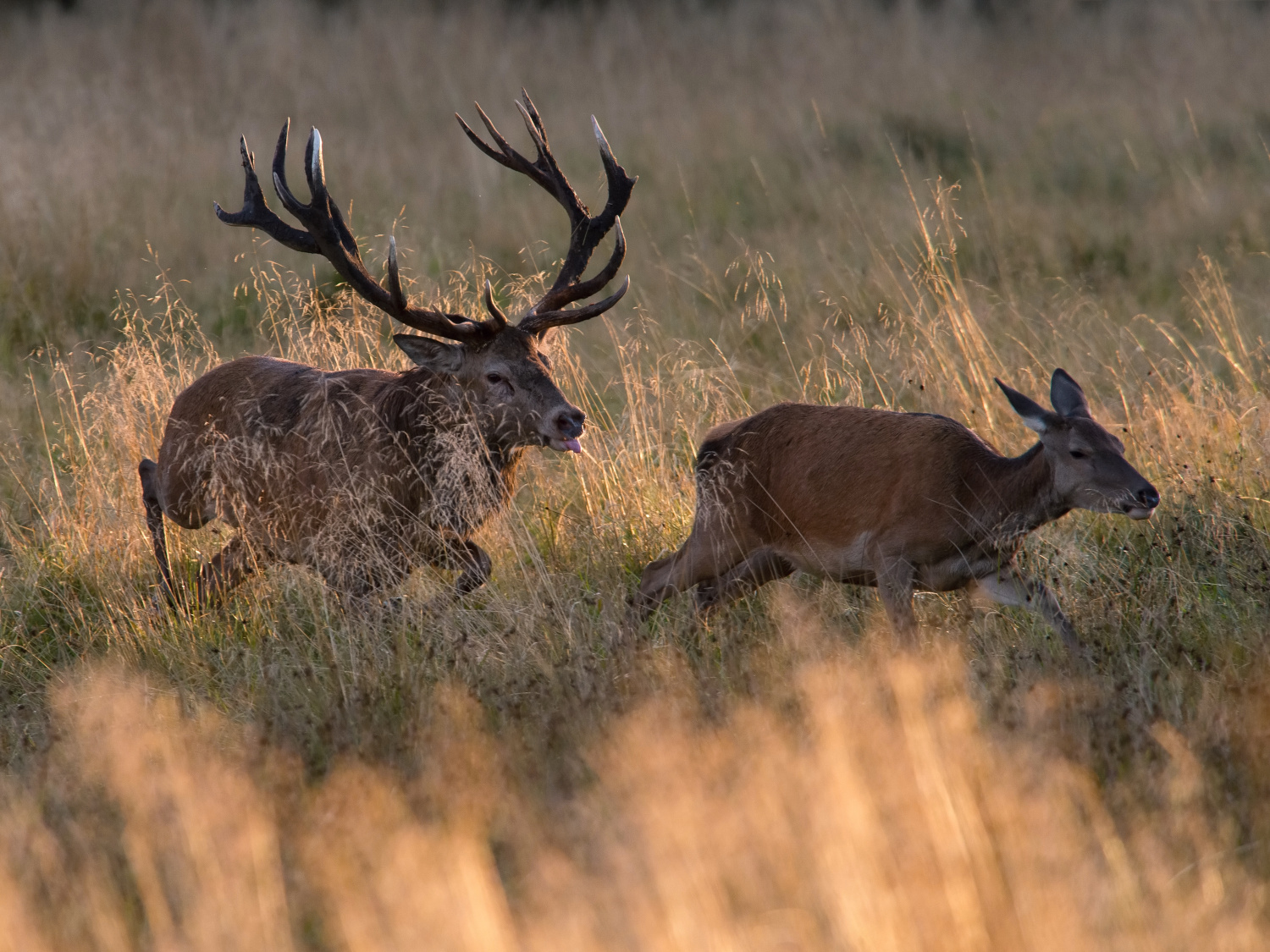 jelen lesní (Cervus elaphus) Red deer