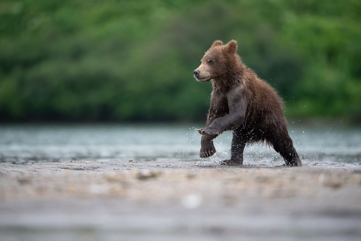 medvěd hnědý kamčatský (Ursus arctos beringianus) Kamchatka brown bear