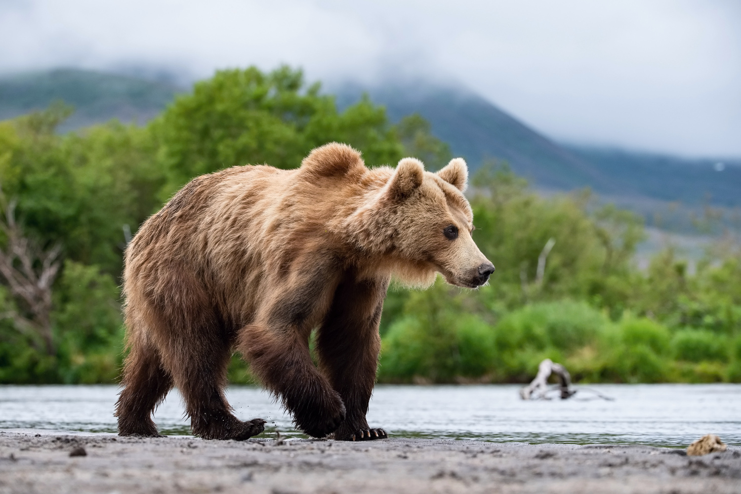 medvěd hnědý kamčatský (Ursus arctos beringianus) Kamchatka brown bear