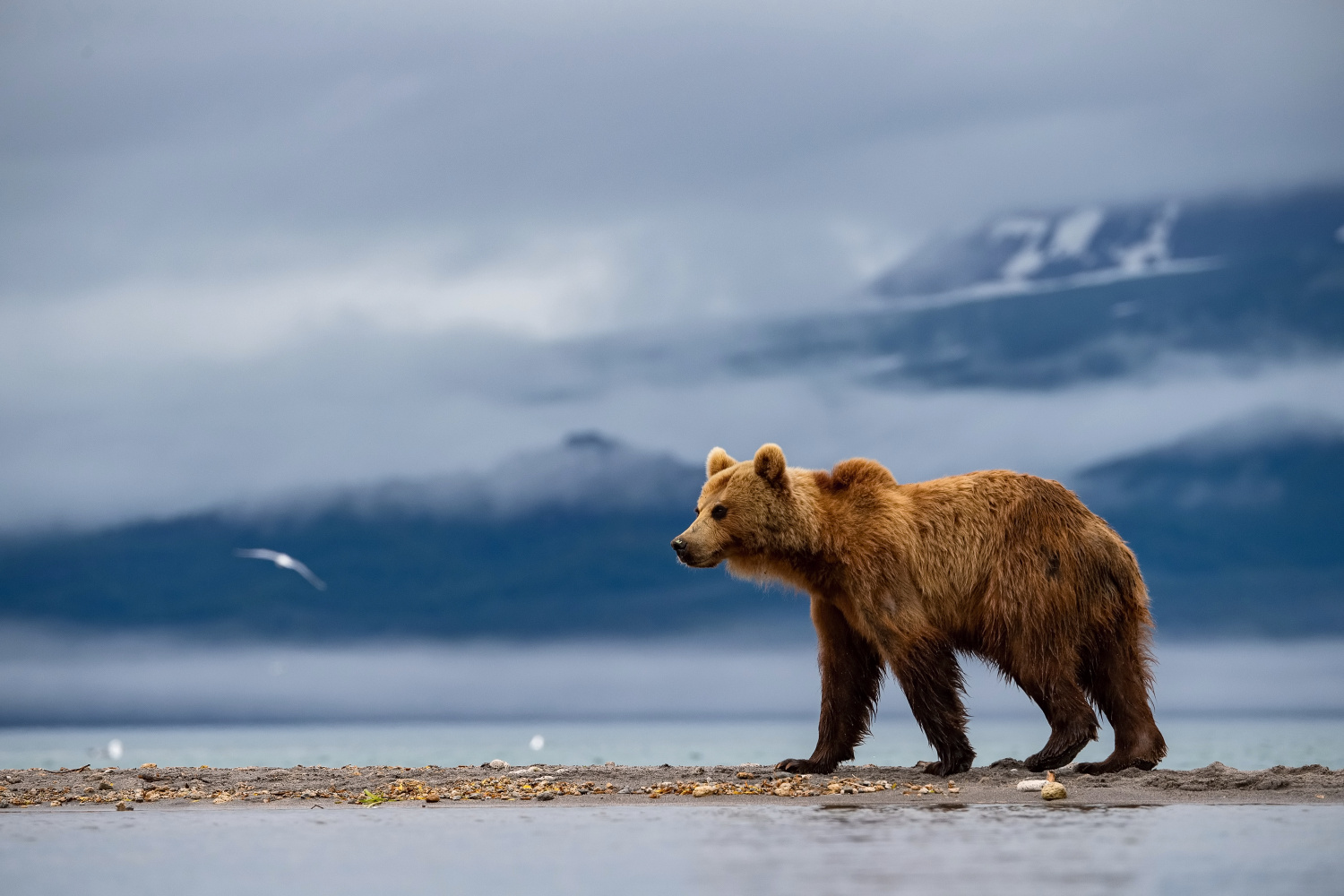 medvěd hnědý kamčatský (Ursus arctos beringianus) Kamchatka brown bear