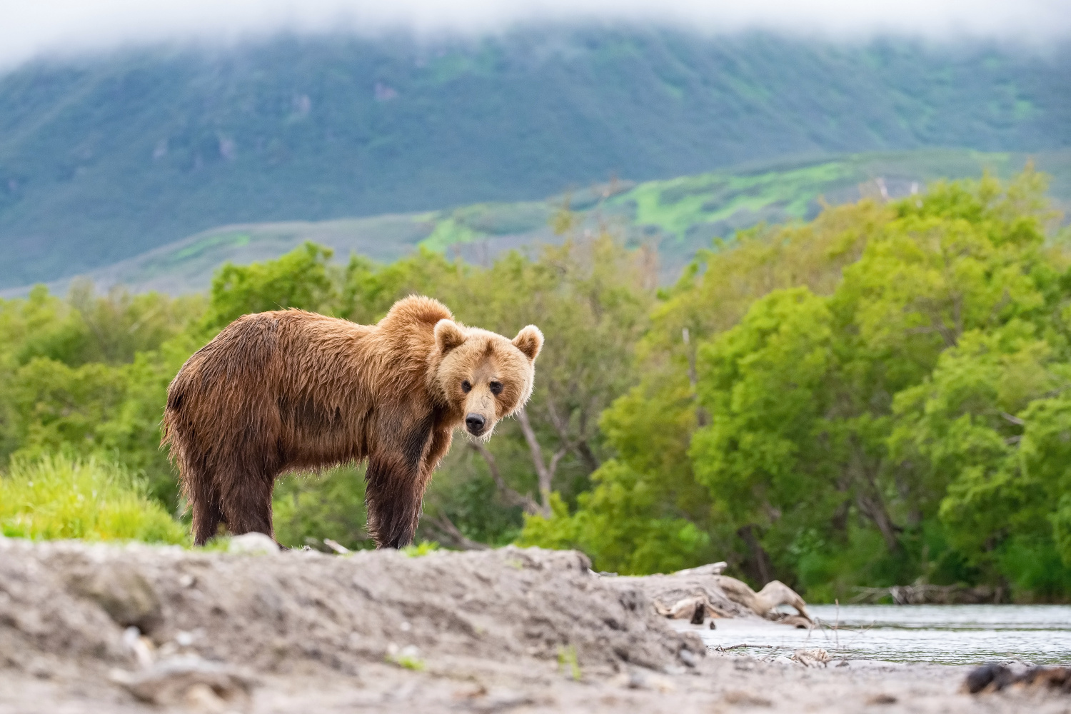 medvěd hnědý kamčatský (Ursus arctos beringianus) Kamchatka brown bear