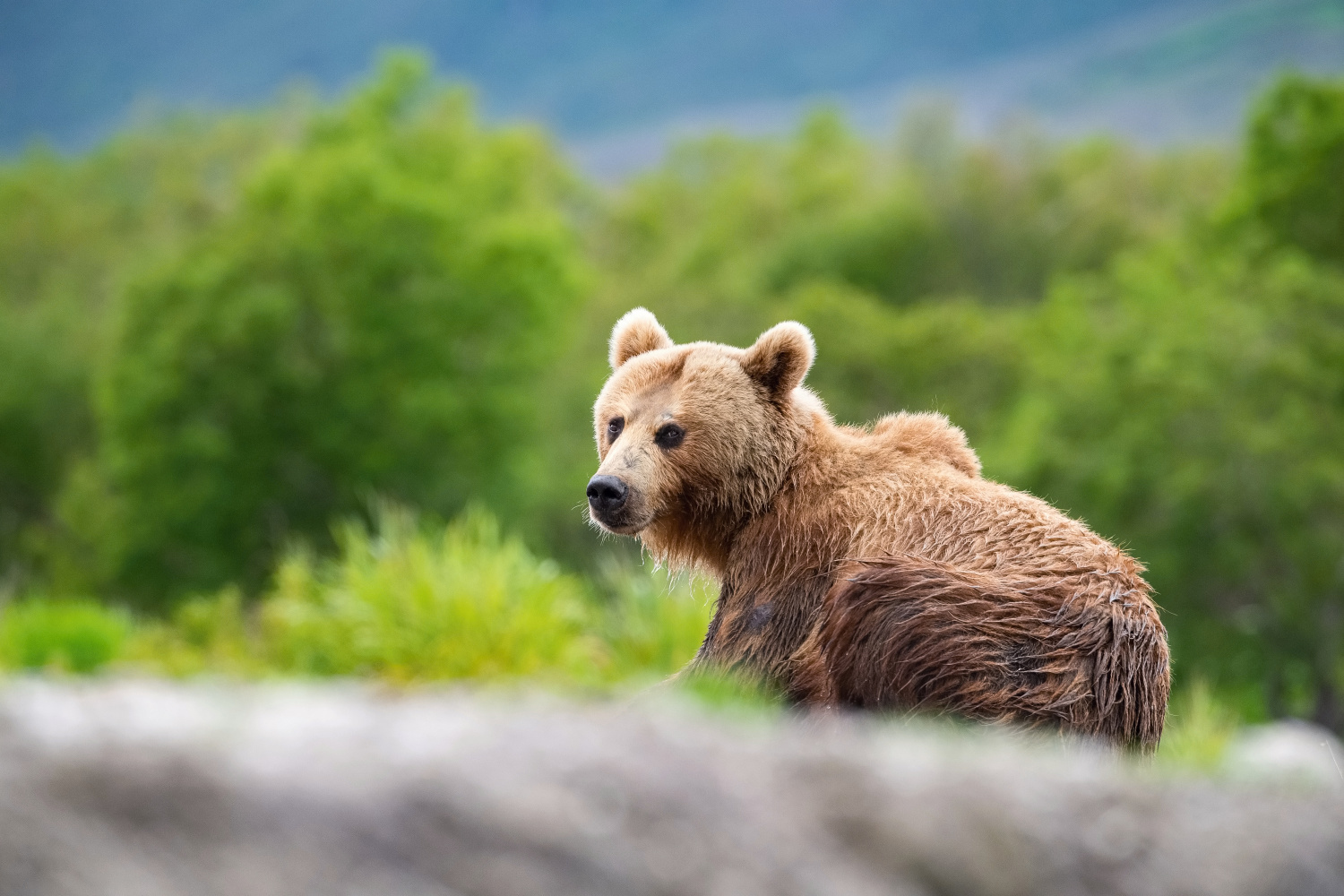 medvěd hnědý kamčatský (Ursus arctos beringianus) Kamchatka brown bear