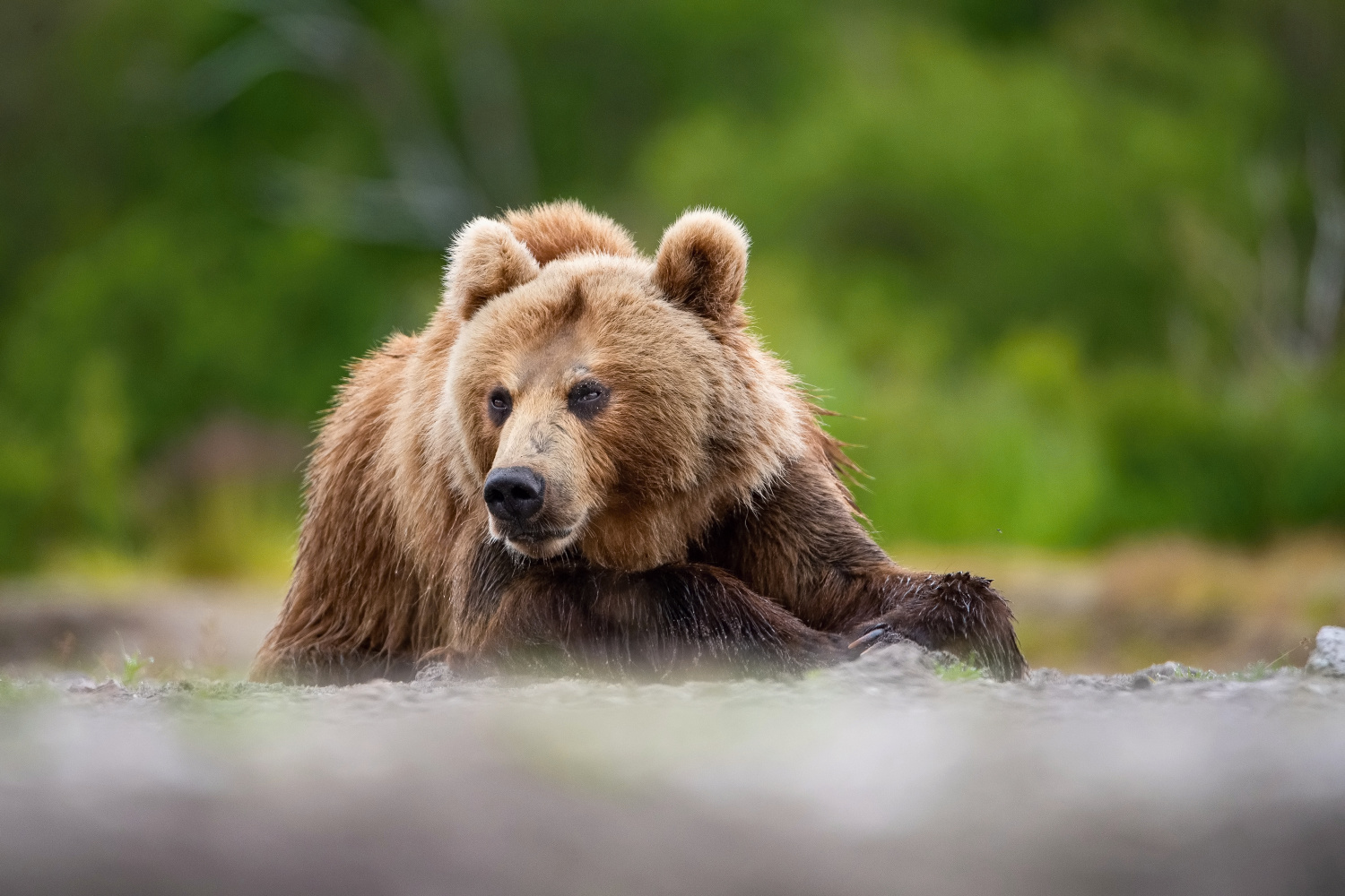 medvěd hnědý kamčatský (Ursus arctos beringianus) Kamchatka brown bear