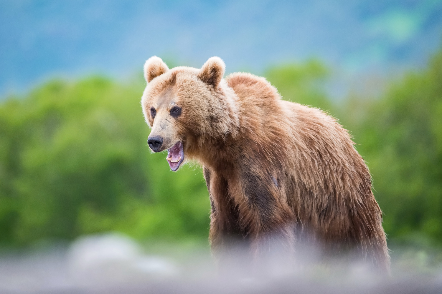 medvěd hnědý kamčatský (Ursus arctos beringianus) Kamchatka brown bear