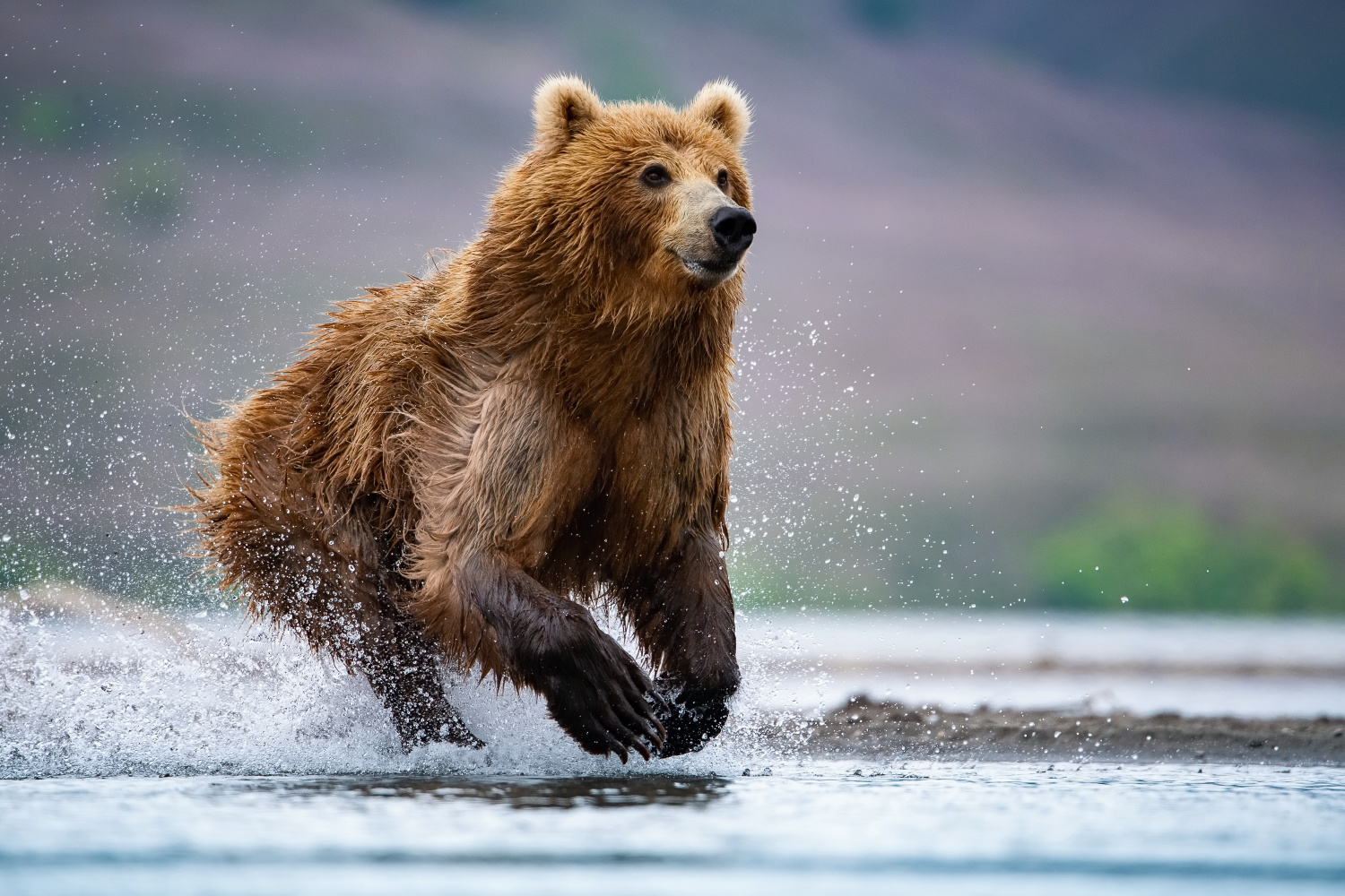 medvěd hnědý kamčatský (Ursus arctos beringianus) Kamchatka brown bear