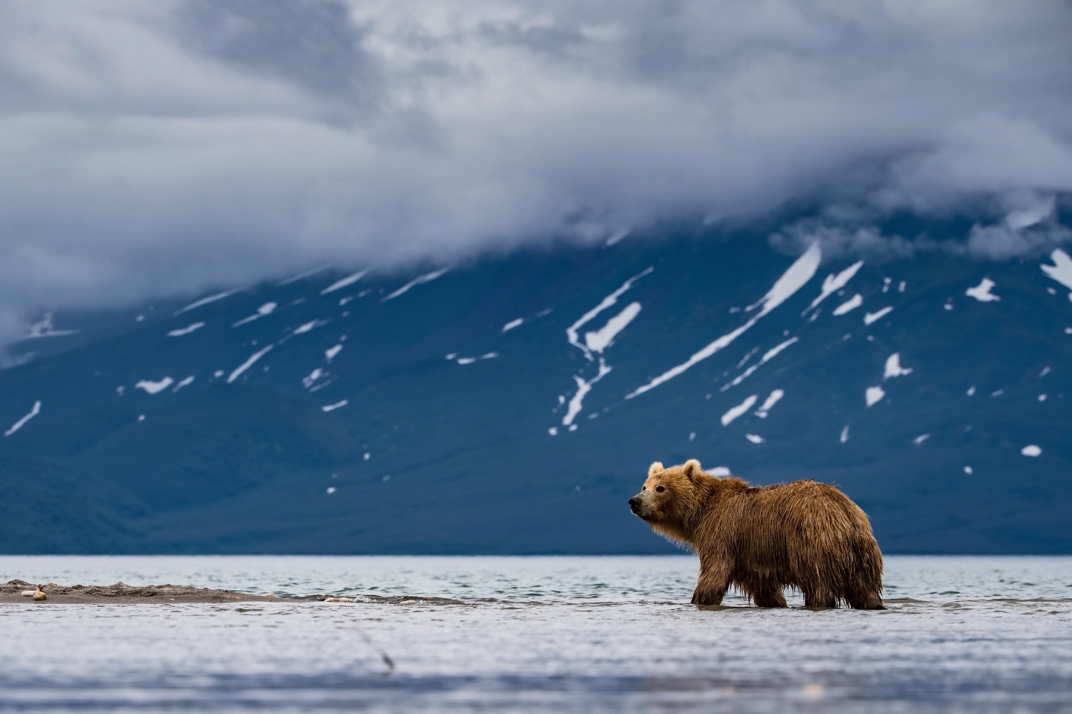 medvěd hnědý kamčatský (Ursus arctos beringianus) Kamchatka brown bear