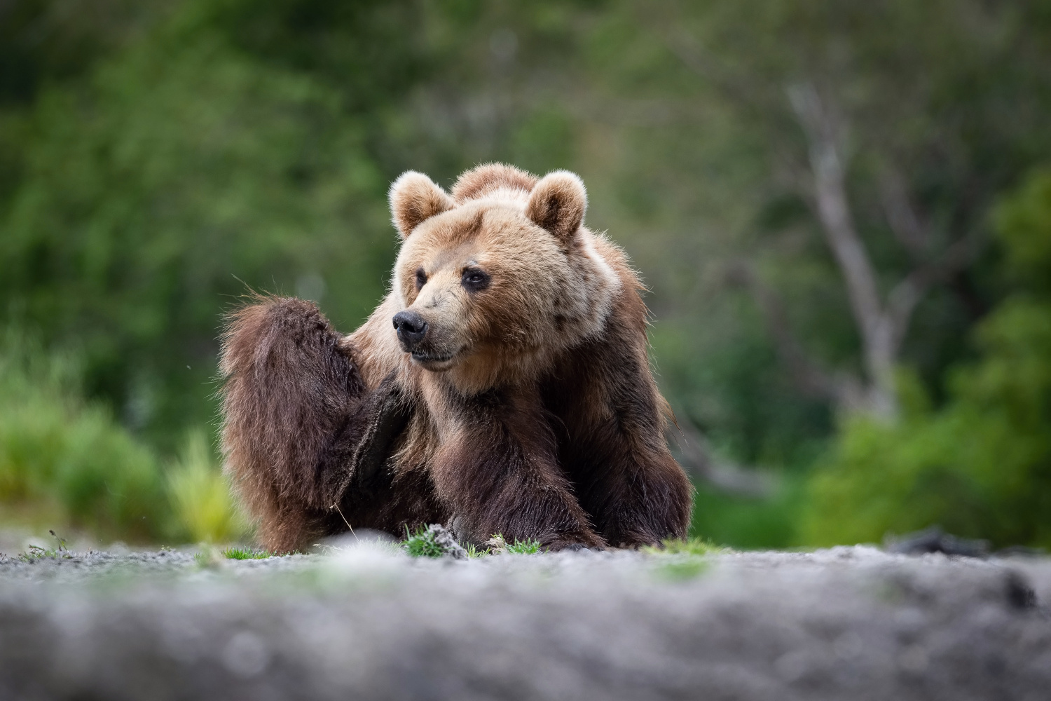 medvěd hnědý kamčatský (Ursus arctos beringianus) Kamchatka brown bear