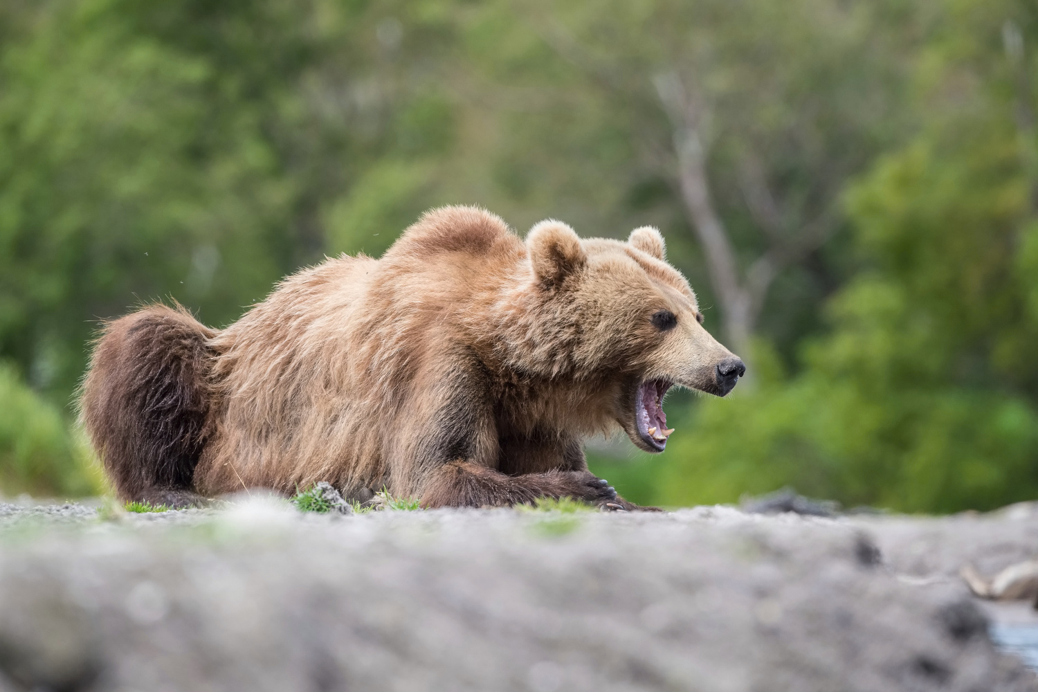 medvěd hnědý kamčatský (Ursus arctos beringianus) Kamchatka brown bear