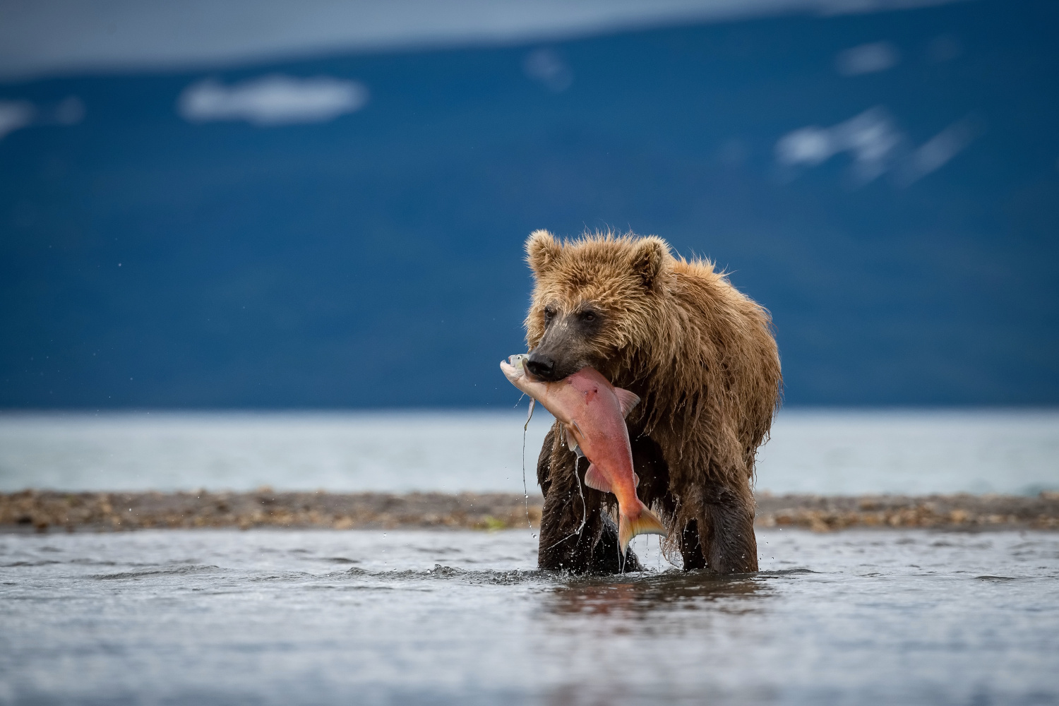 medvěd hnědý kamčatský (Ursus arctos beringianus) Kamchatka brown bear