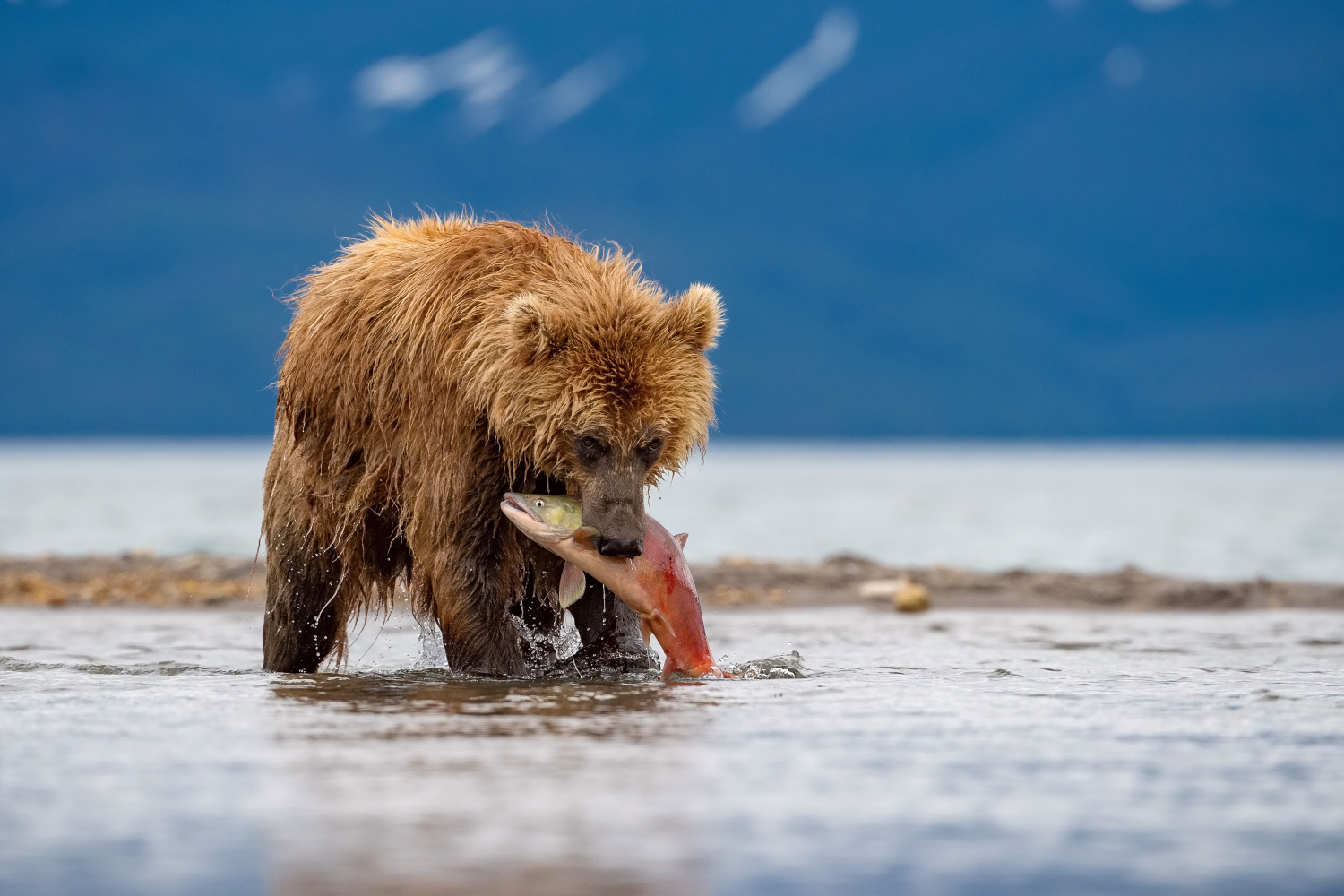 medvěd hnědý kamčatský (Ursus arctos beringianus) Kamchatka brown bear