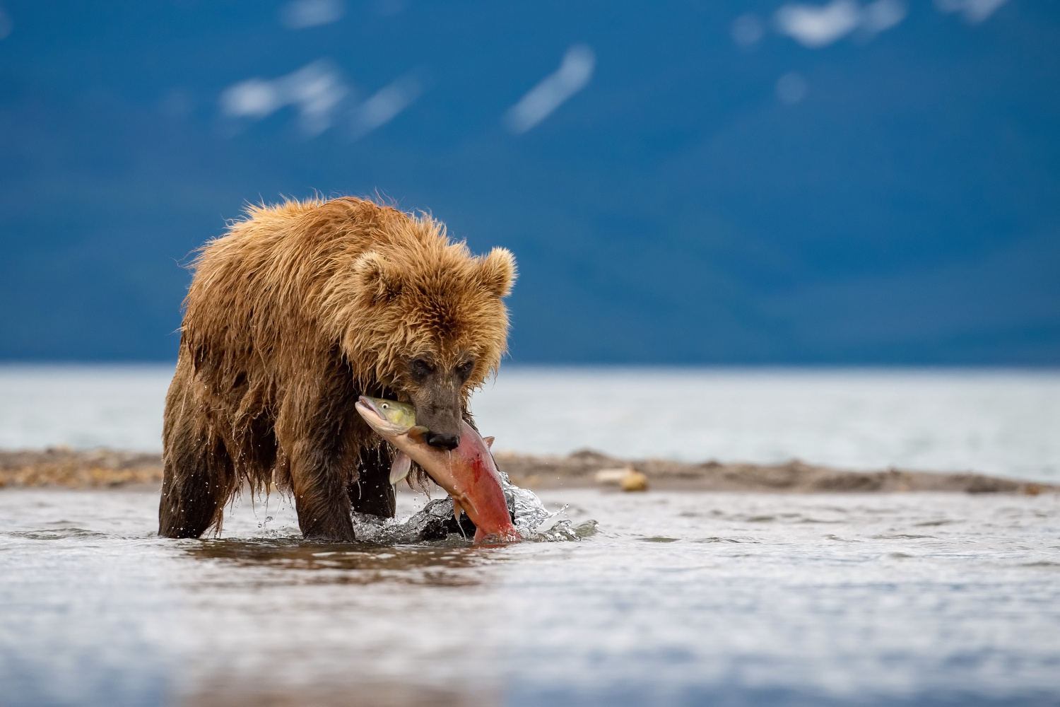 medvěd hnědý kamčatský (Ursus arctos beringianus) Kamchatka brown bear