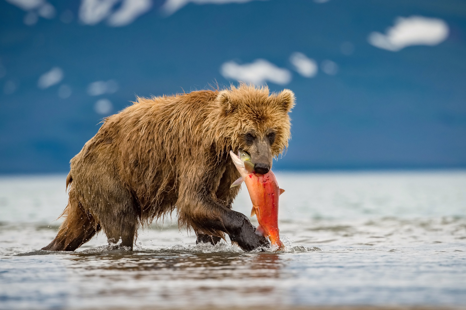 medvěd hnědý kamčatský (Ursus arctos beringianus) Kamchatka brown bear