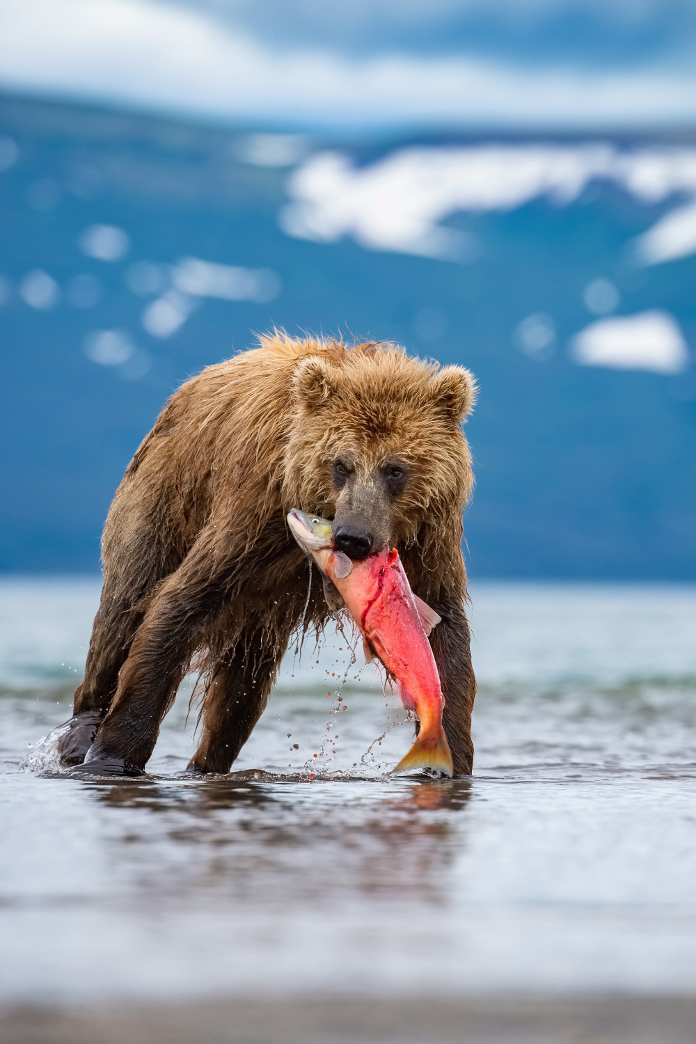 medvěd hnědý kamčatský (Ursus arctos beringianus) Kamchatka brown bear