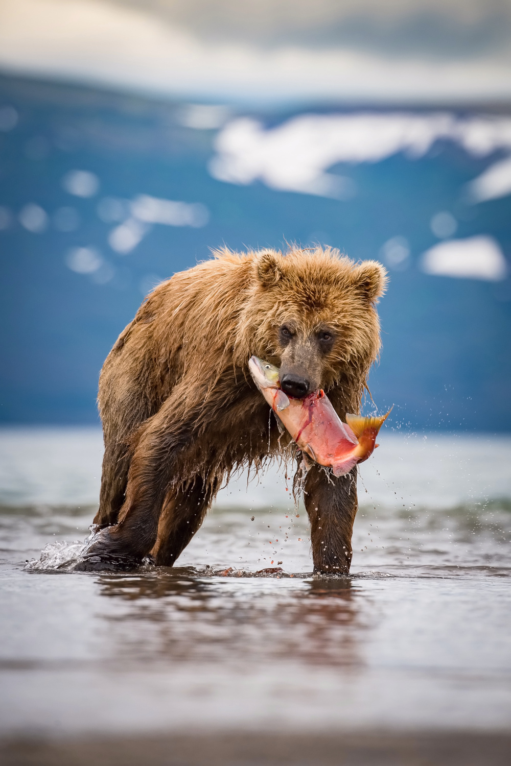 medvěd hnědý kamčatský (Ursus arctos beringianus) Kamchatka brown bear