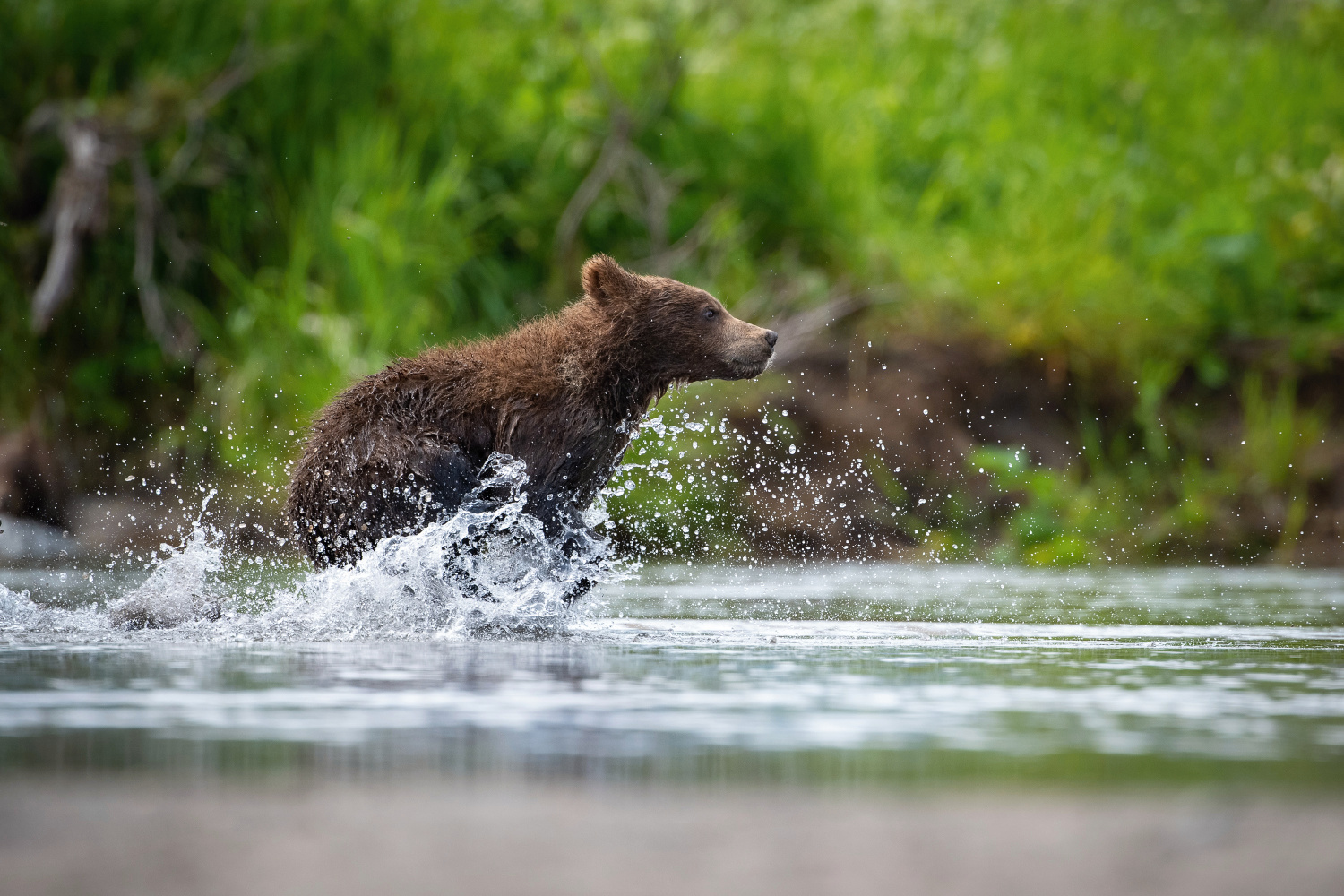 medvěd hnědý kamčatský (Ursus arctos beringianus) Kamchatka brown bear