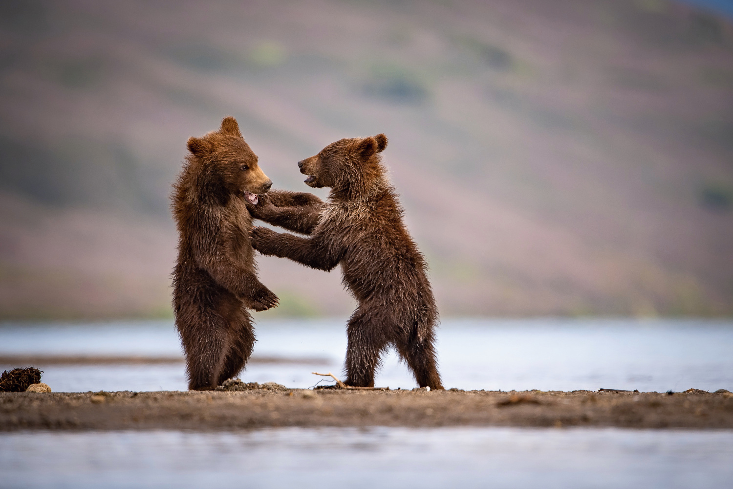 medvěd hnědý kamčatský (Ursus arctos beringianus) Kamchatka brown bear