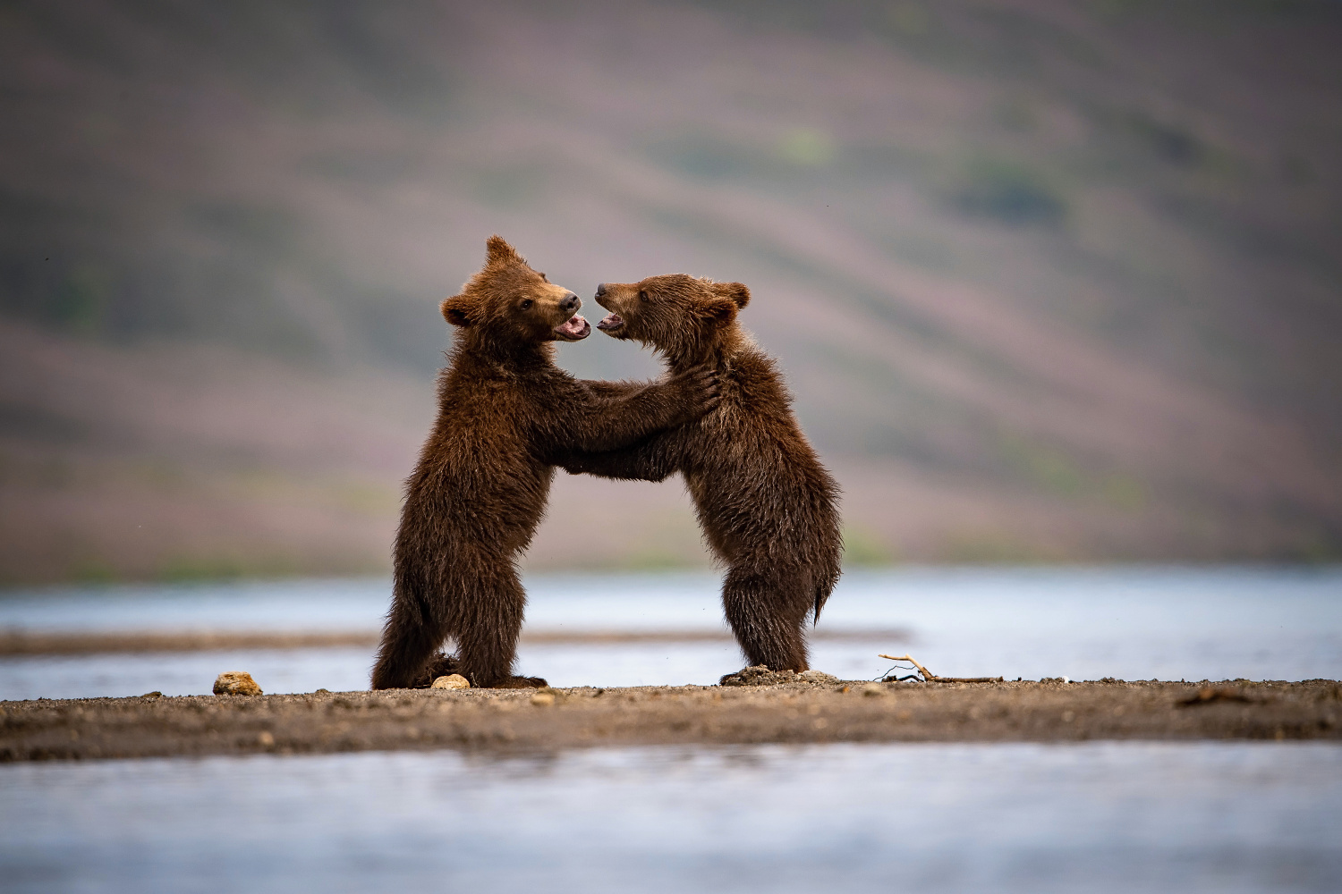 medvěd hnědý kamčatský (Ursus arctos beringianus) Kamchatka brown bear