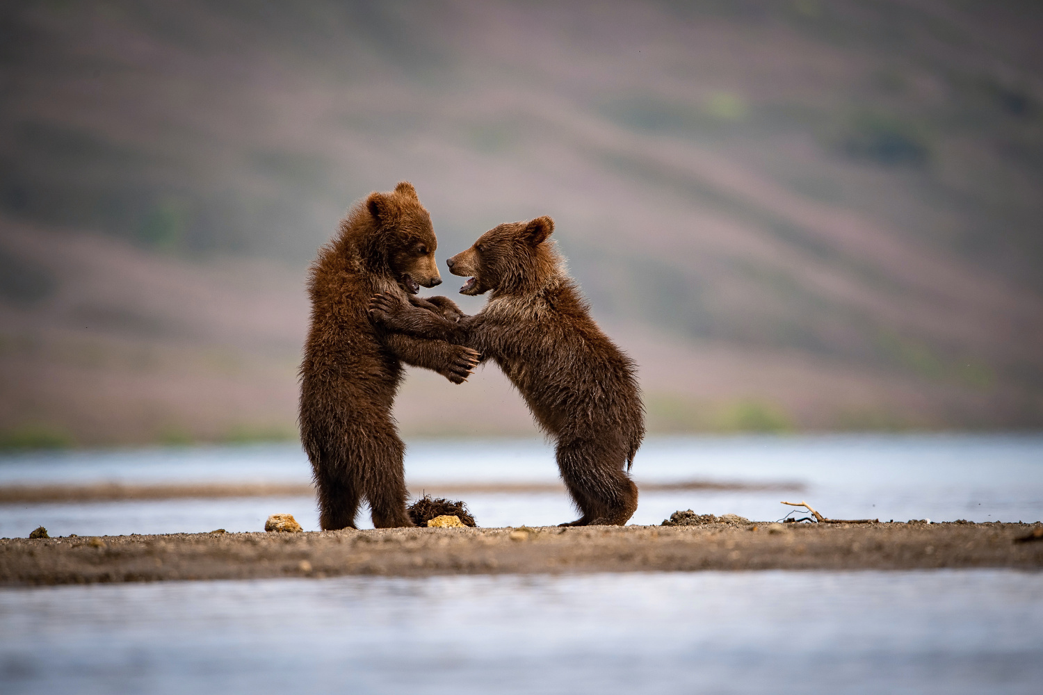 medvěd hnědý kamčatský (Ursus arctos beringianus) Kamchatka brown bear