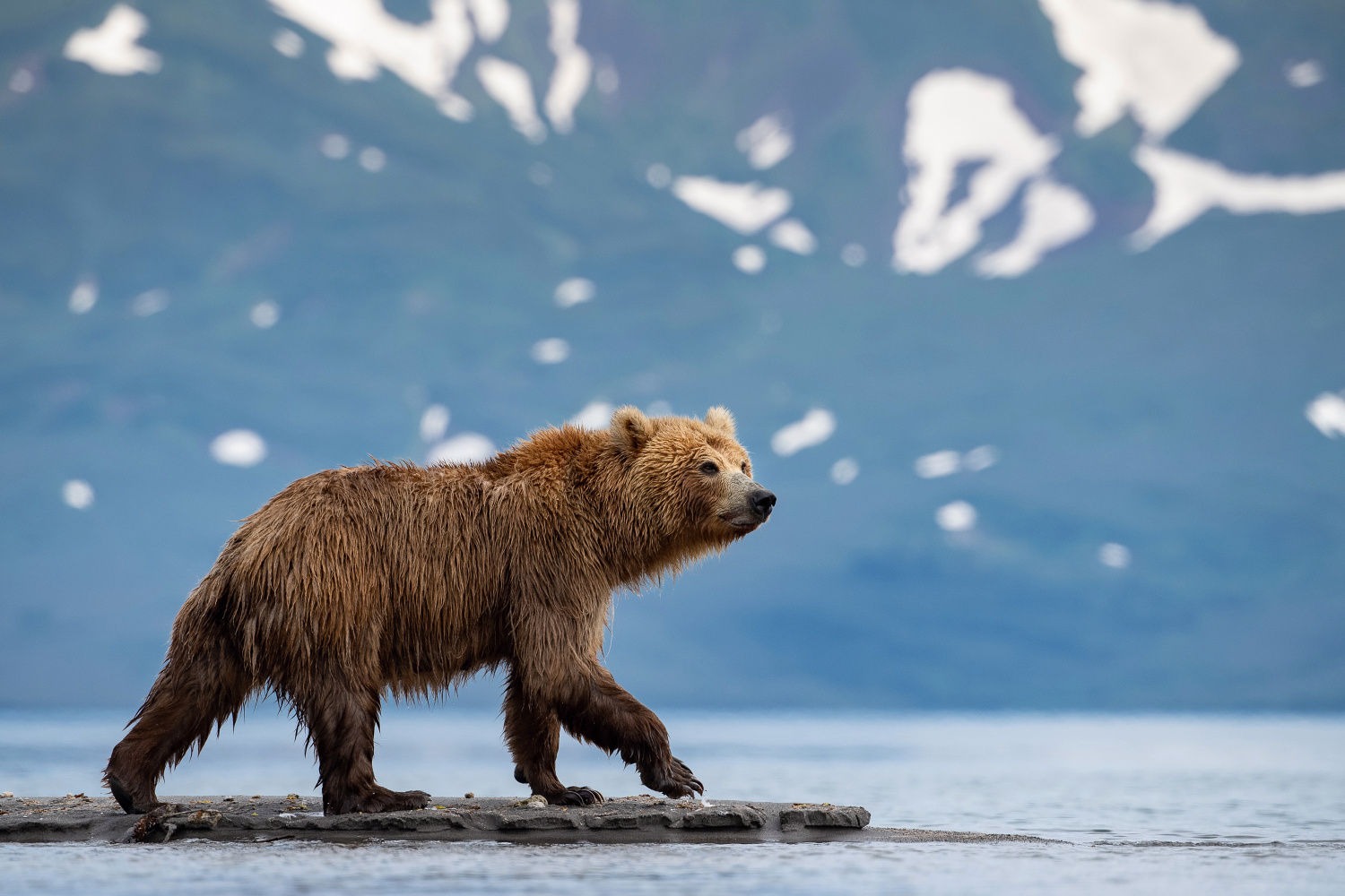 medvěd hnědý kamčatský (Ursus arctos beringianus) Kamchatka brown bear