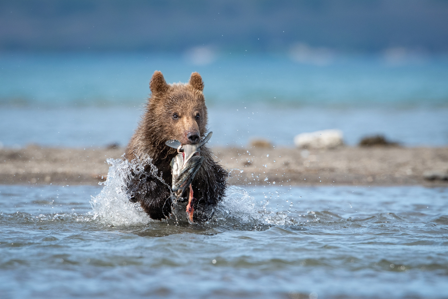 medvěd hnědý kamčatský (Ursus arctos beringianus) Kamchatka brown bear