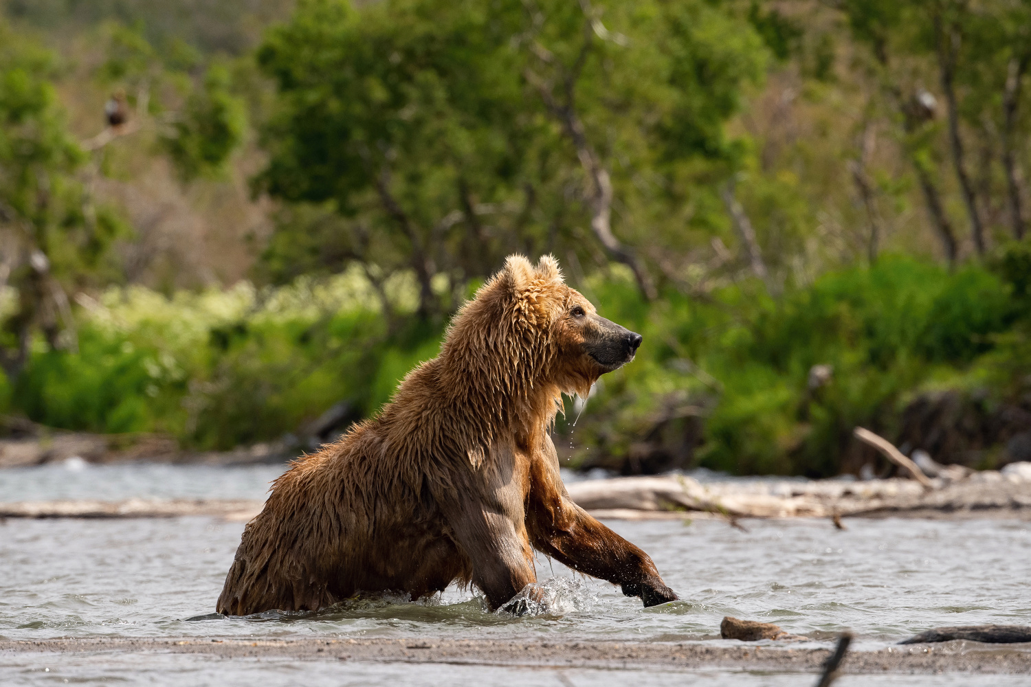 medvěd hnědý kamčatský (Ursus arctos beringianus) Kamchatka brown bear