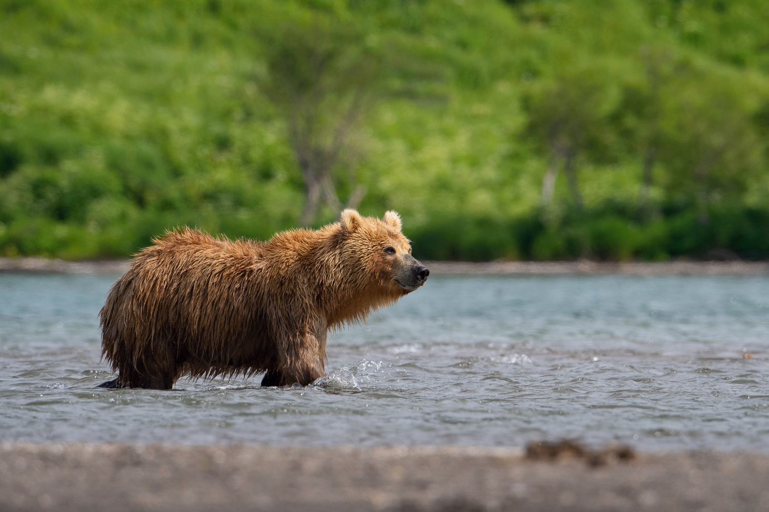 medvěd hnědý kamčatský (Ursus arctos beringianus) Kamchatka brown bear