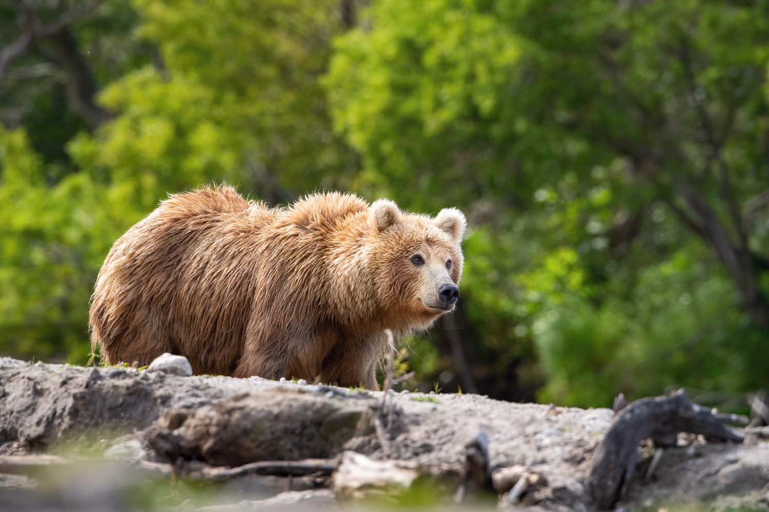 medvěd hnědý kamčatský (Ursus arctos beringianus) Kamchatka brown bear