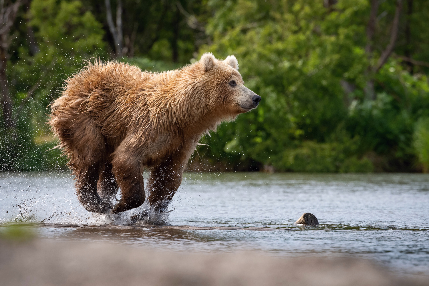 medvěd hnědý kamčatský (Ursus arctos beringianus) Kamchatka brown bear