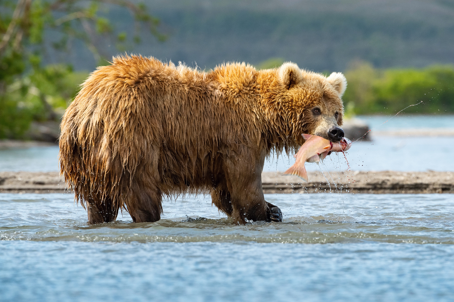 medvěd hnědý kamčatský (Ursus arctos beringianus) Kamchatka brown bear